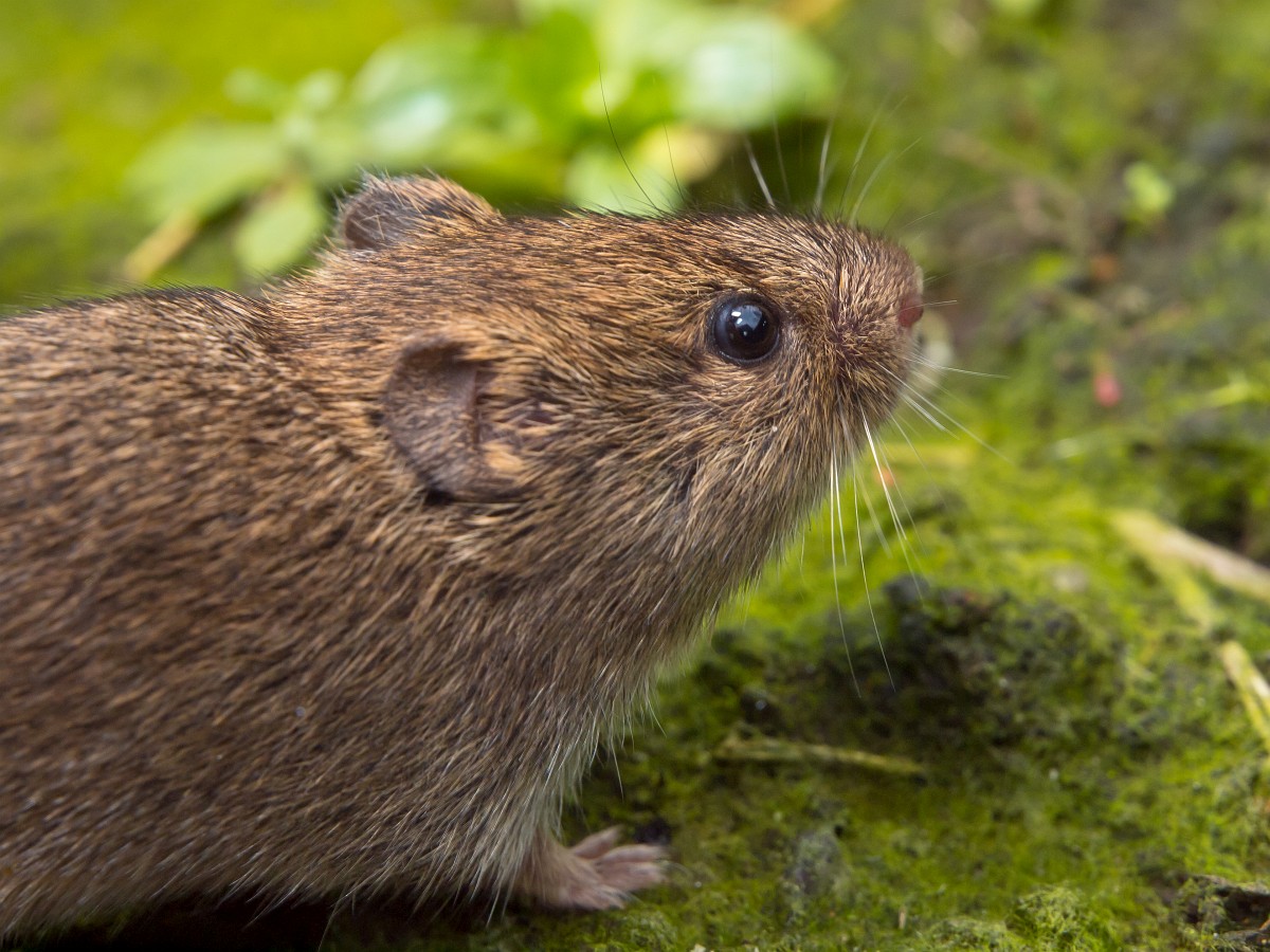 Microtus agrestis